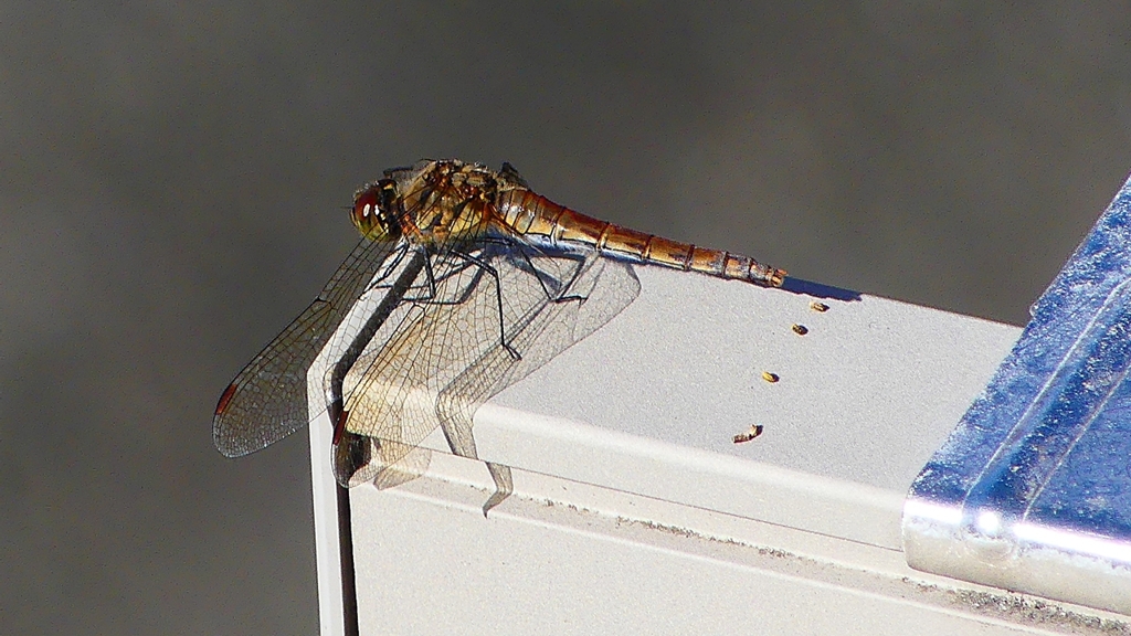 P2380046：アキアカネ（メス）