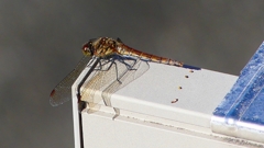 P2380046：アキアカネ（メス）