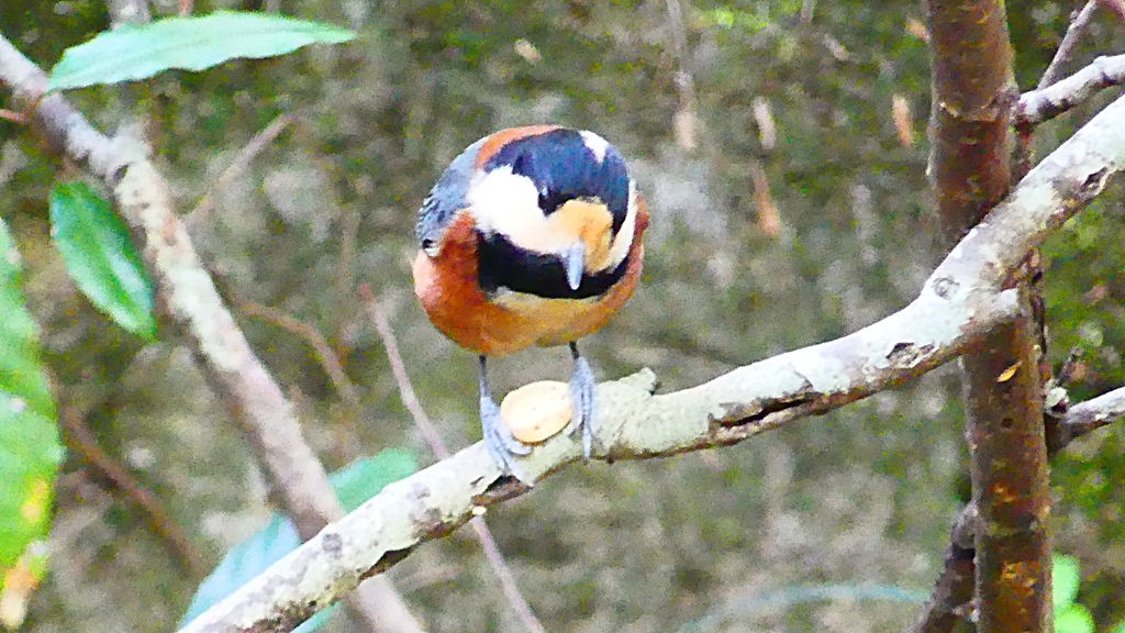 P2340005：ヤマガラ