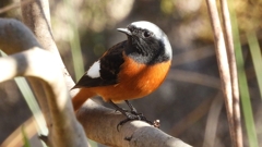 DSCN9053：ジョウビタキ（オス）