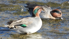 DSCN1722：コガモ（オス）