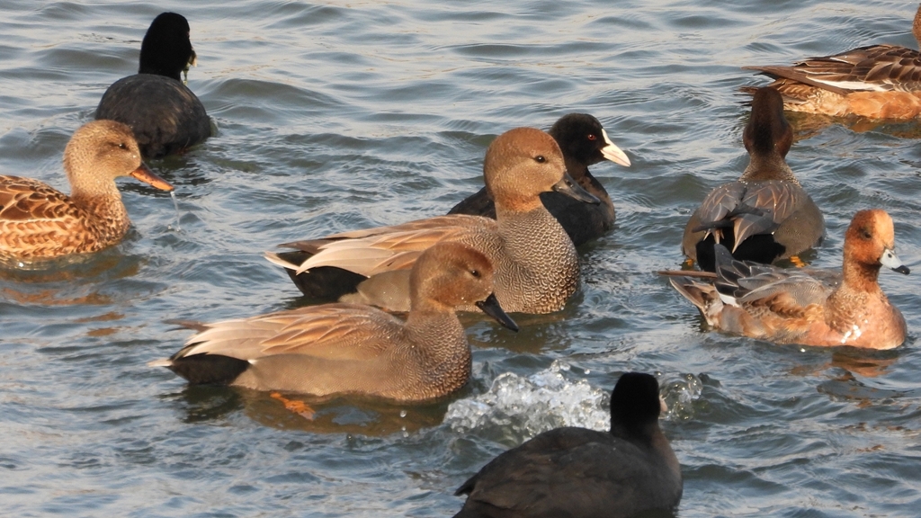 DSCN3943：オカヨシガモ他