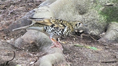 P1010104：トラツグミ