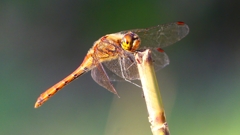 P2320187：アキアカネ（オス）