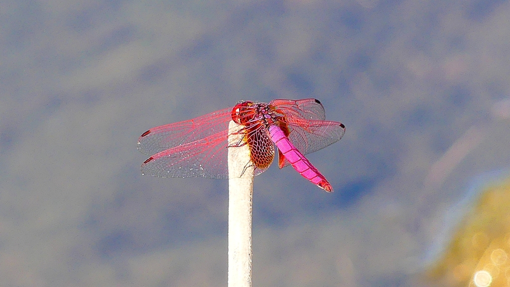 P2270168：ベニトンボ（オス）