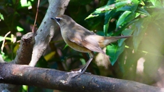 P2310281：ノゴマ（オス