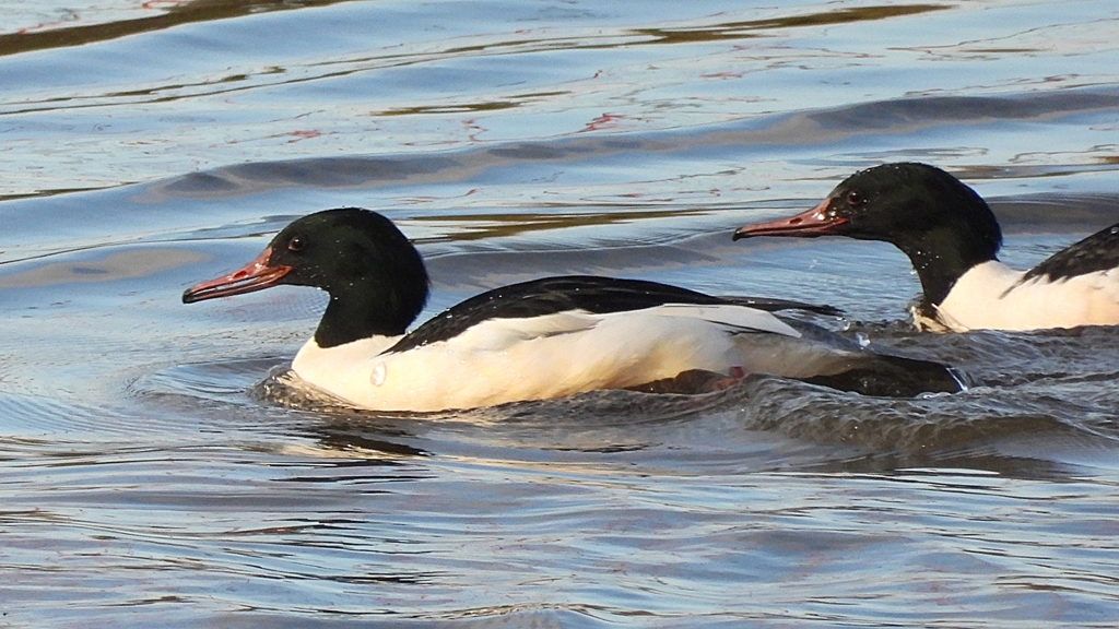 DSCN5277：カワアイサ（オス）