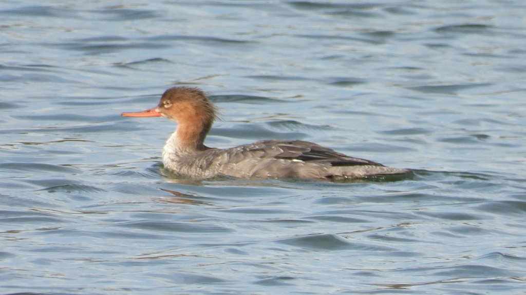 DSCN3260：ウミアイサ（メス）