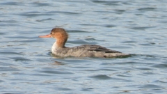 DSCN3260：ウミアイサ（メス）