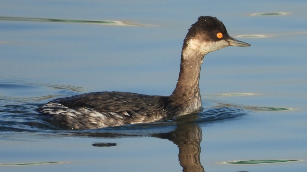 DSCN0365：ハジロカイツブリ