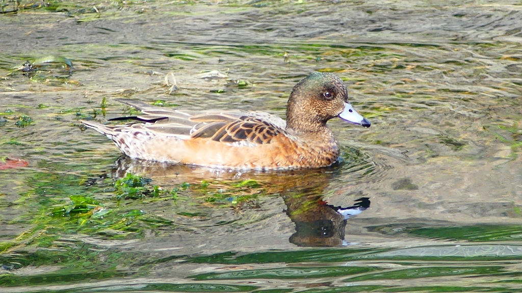 P2340870：ヒドリガモ