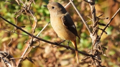 DSCN5457：ジョウビタキ（メス）