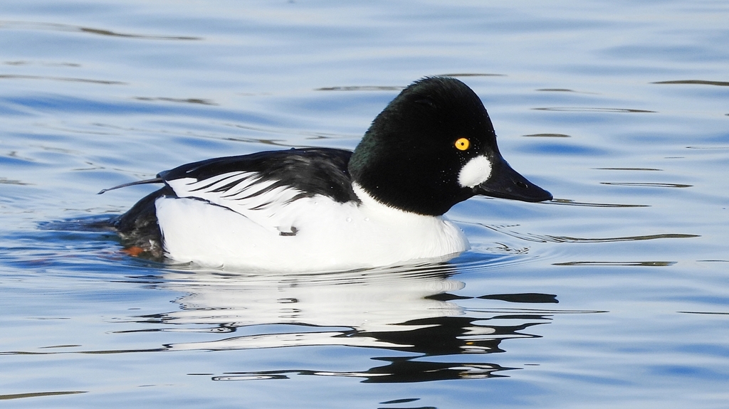 DSCN2760：ホオジロガモ（オス）