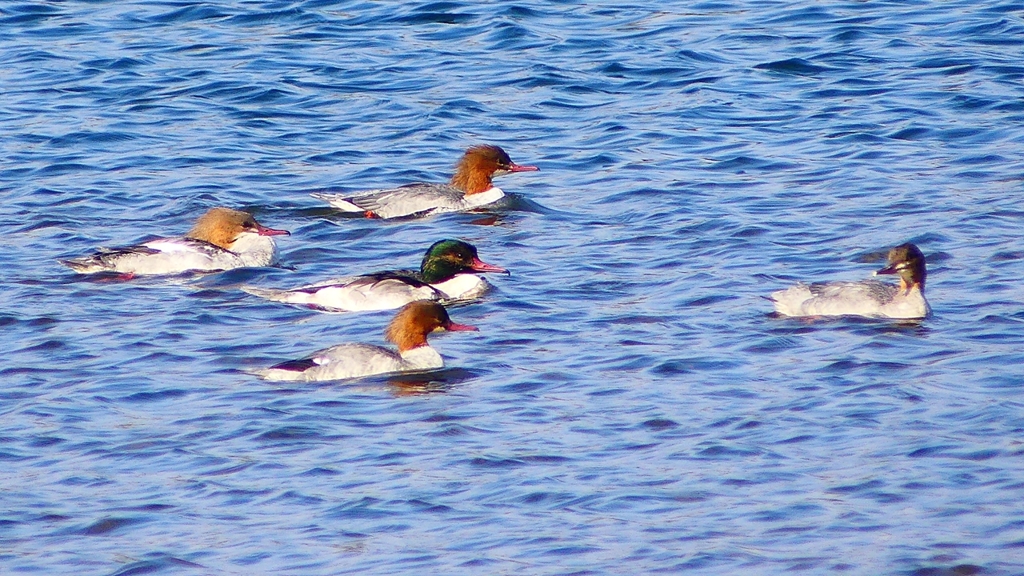 P2380828：カワアイサ