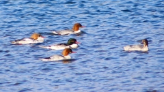 P2380828：カワアイサ