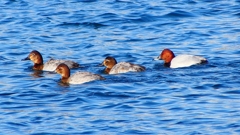 P2380507：ホシハジロ