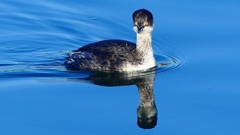 P2370143：ハジロカイツブリ