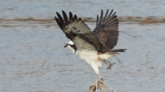 DSCN7392：飛ぶミサゴ