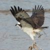 DSCN7392：飛ぶミサゴ