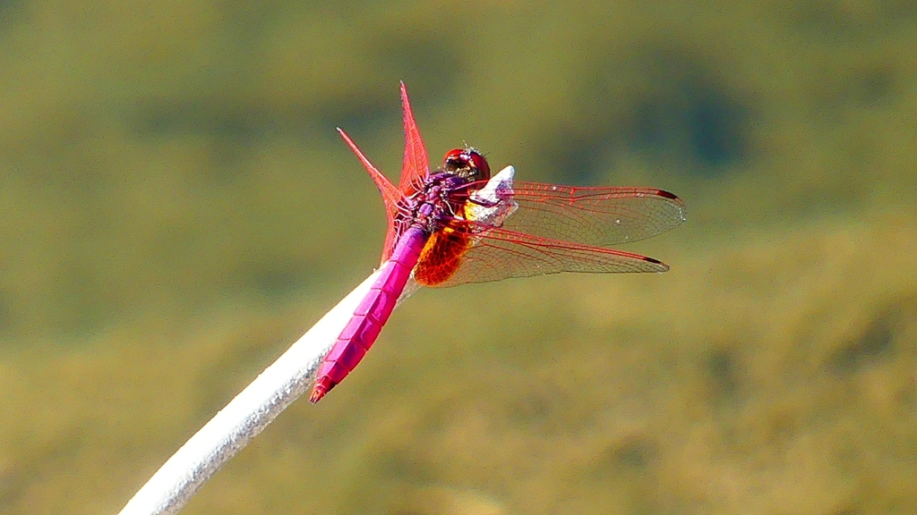 P2270125：ベニトンボ（オス）