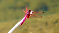 P2270125:ベニトンボ(オス) P2270125:ベニトンボ(オス)