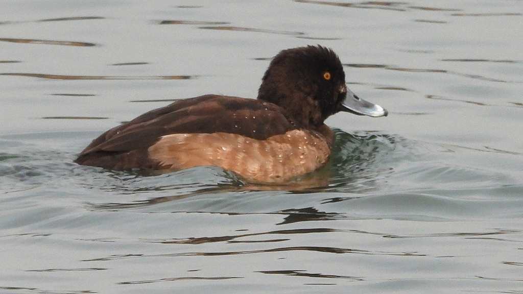 DSCN7181：キンクロハジロ（メス）