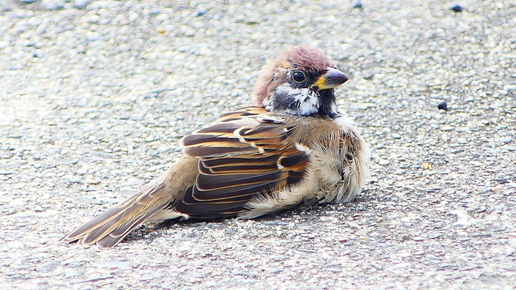 P2280389：スズメ