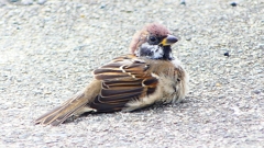P2280389：スズメ