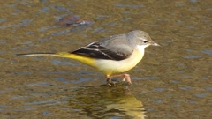 DSCN7504：キセキレイ