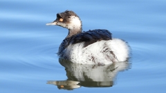 DSCN4955：ハジロカイツブリ