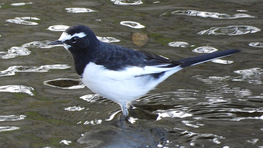 DSCN0753：セグロセキレイ