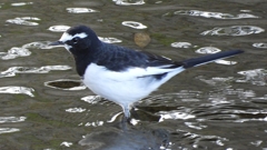 DSCN0753：セグロセキレイ