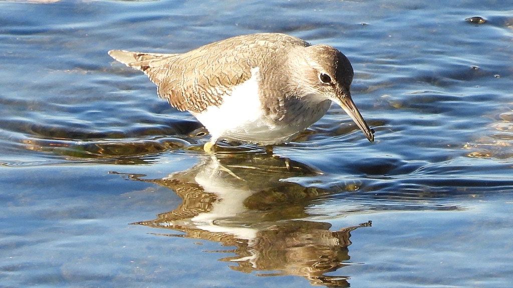 DSCN1206：イソシギ