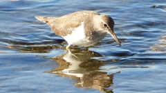 DSCN1206：イソシギ