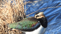 DSCN6622：タゲリ