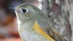 DSCN7118：ルリビタキ（メスタイプ）