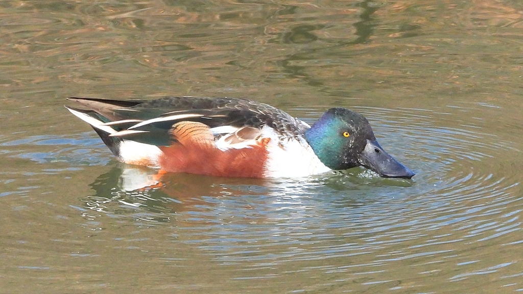 DSCN6029：ハシビロガモ