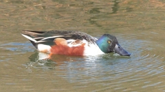 DSCN6029：ハシビロガモ