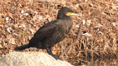 DSCN7437：カワウ