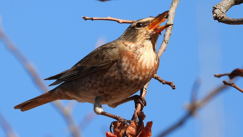 DSCN8804：ハチジョウツグミ