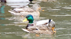 P1010050：マガモ