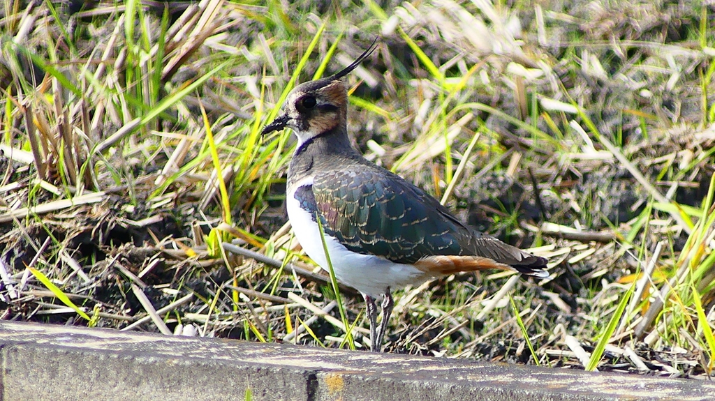 P2340636：タゲリ