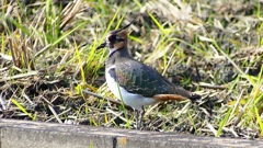 P2340636：タゲリ