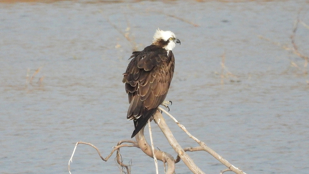 DSCN7365：ミサゴ