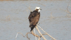 DSCN7365：ミサゴ