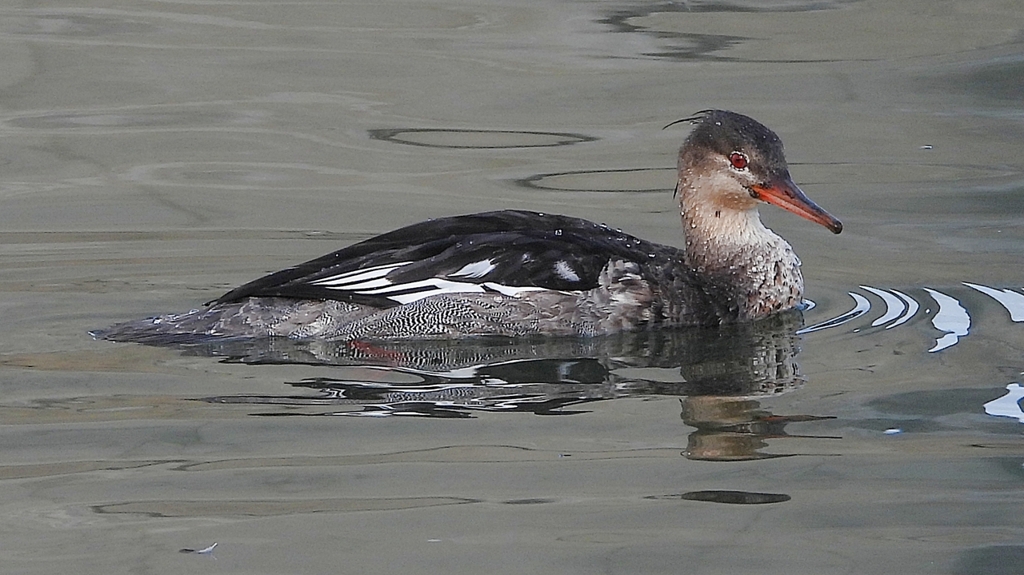 DSCN3222：ウミアイサ（オス）