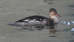 DSCN3222：ウミアイサ（オス）