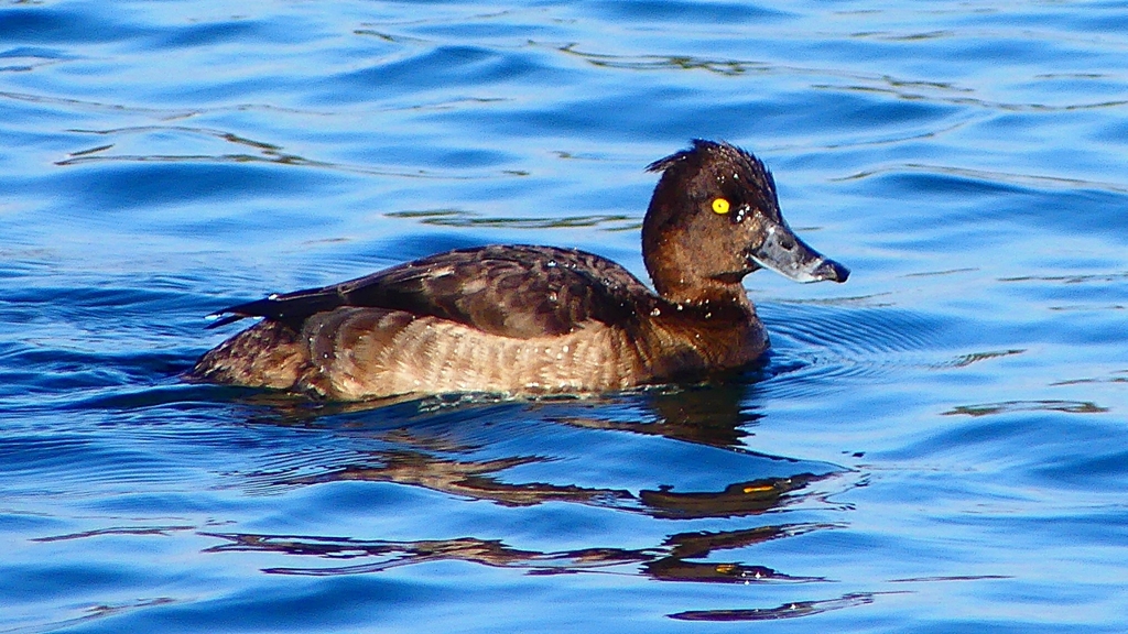 P2380239：キンクロハジロ（メス）