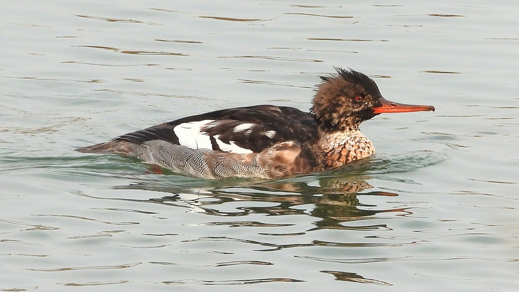 DSCN7290：ウミアイサ