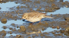 DSCN6444：タヒバリ